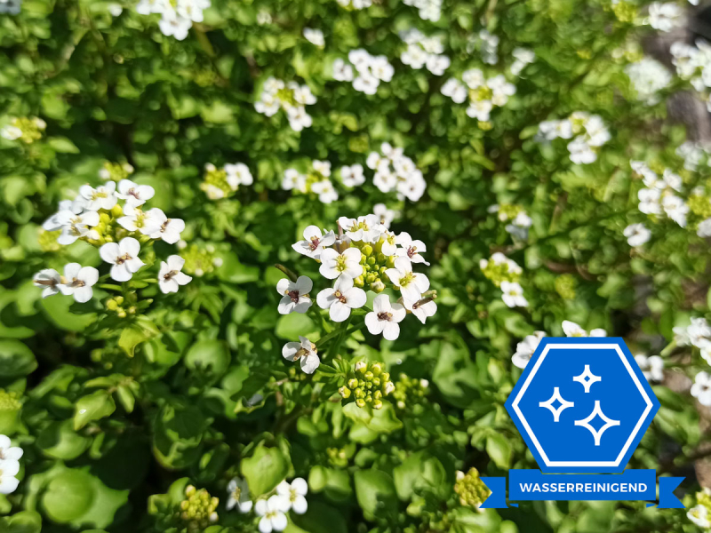 Echte Brunnenkresse - Nasturtium officinale